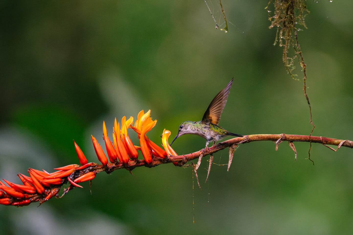 Costa Rica Hummingbird