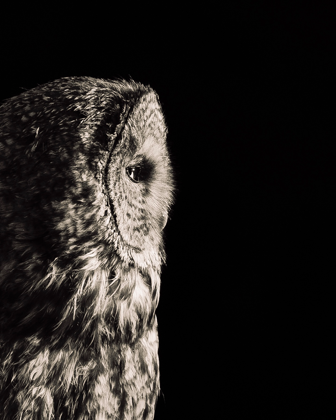 Great Gray