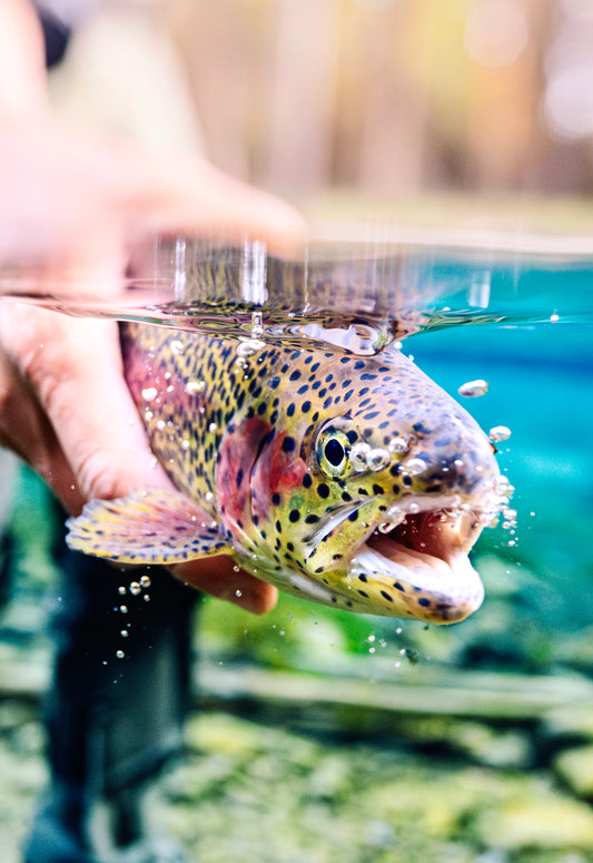 Burping Trout