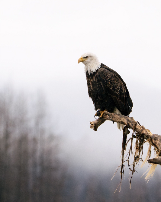 Bald Eagle