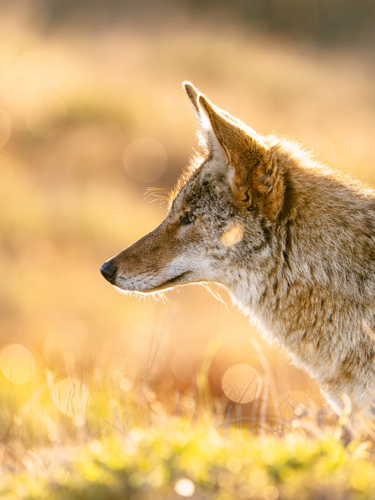 Point Reyes Coyote