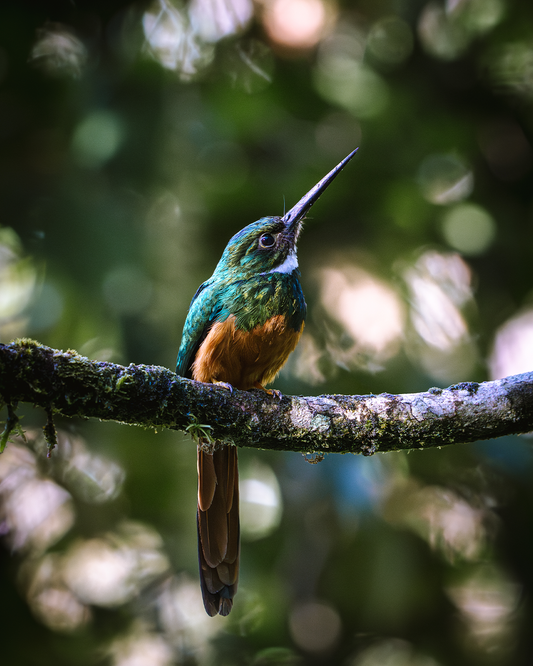Rufous-Tailed Jacamar