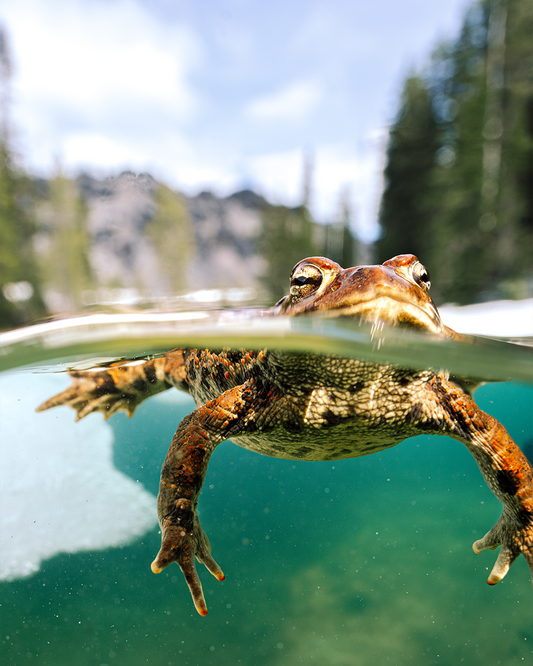 Western Toad