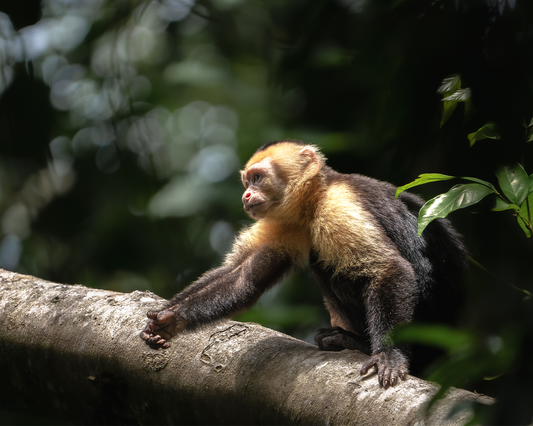 Central American White-Faced Capuchin