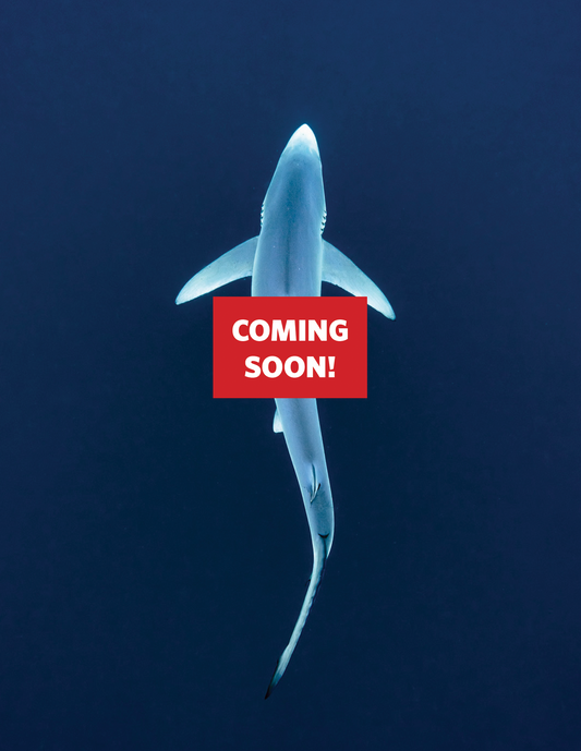 Baja Blue Shark