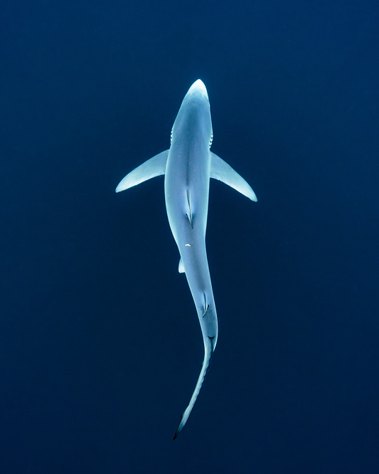 Baja Blue Shark