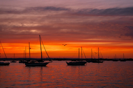 La Paz Pelican at Sunset
