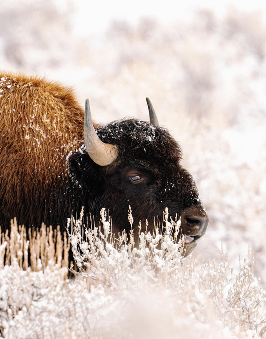 Snowy Bison