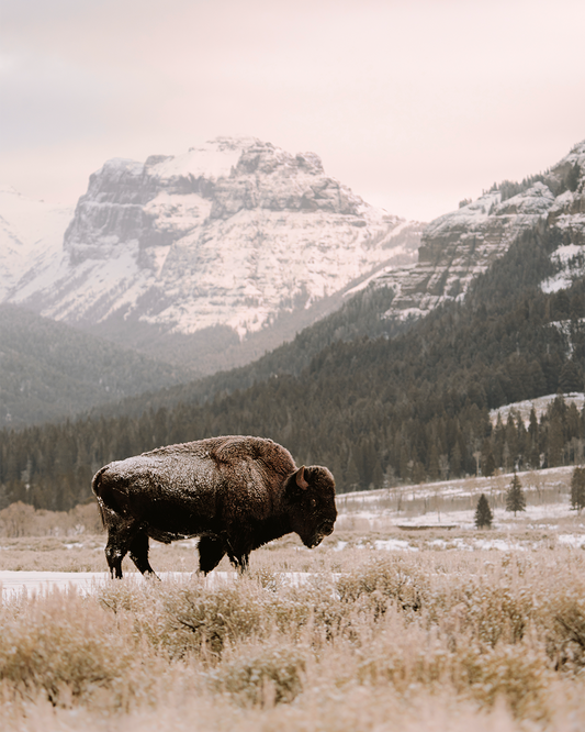 Yellowstone Bison in Snow