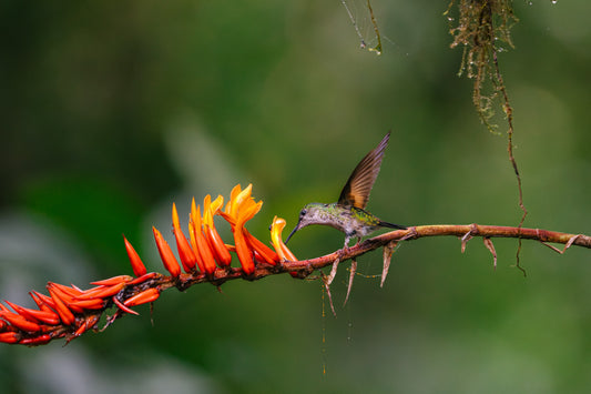 Costa Rica Hummingbird