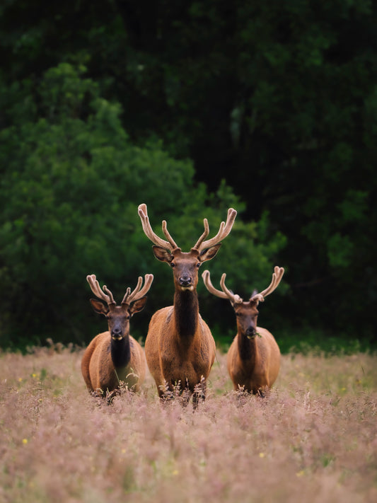 Curious Elk
