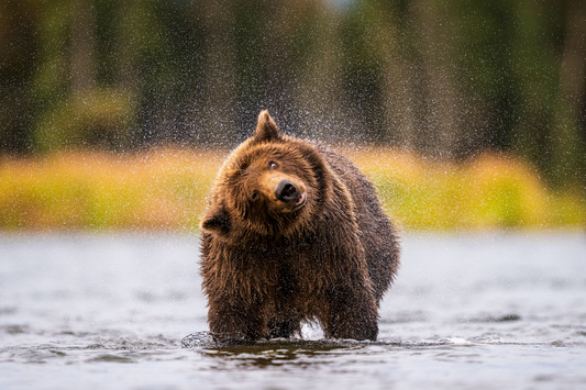 Derpy Bear
