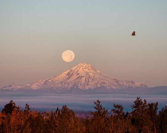 Full Moon Hawk over Seekseekqua