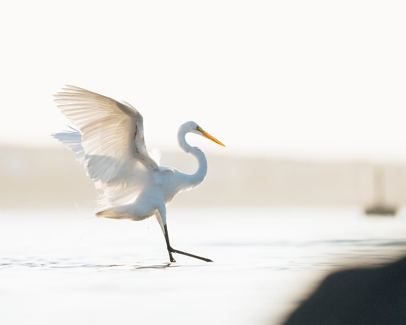 Great Egret Dance
