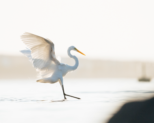 Great Egret Dance