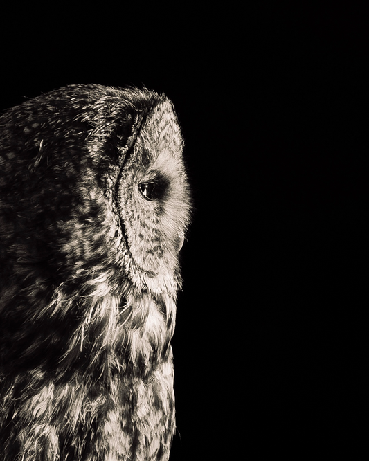 Great Gray