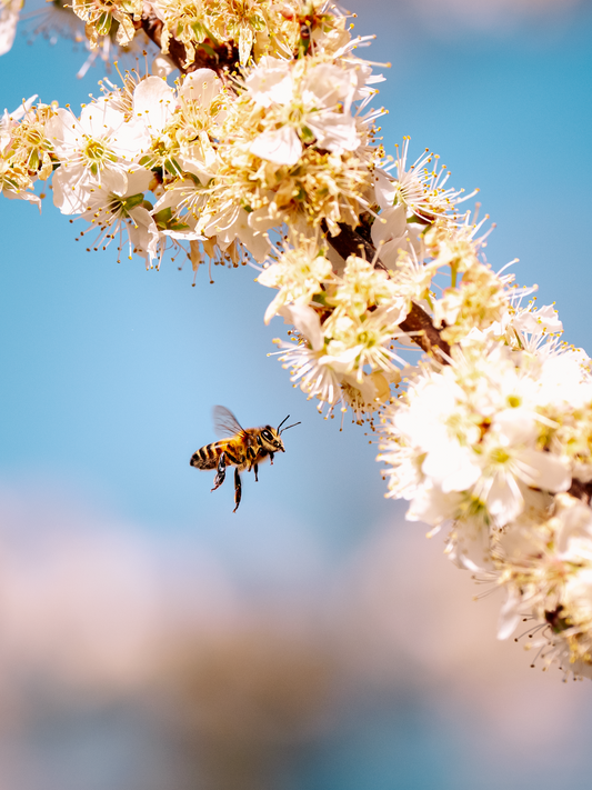 Western Honey Bee *One*