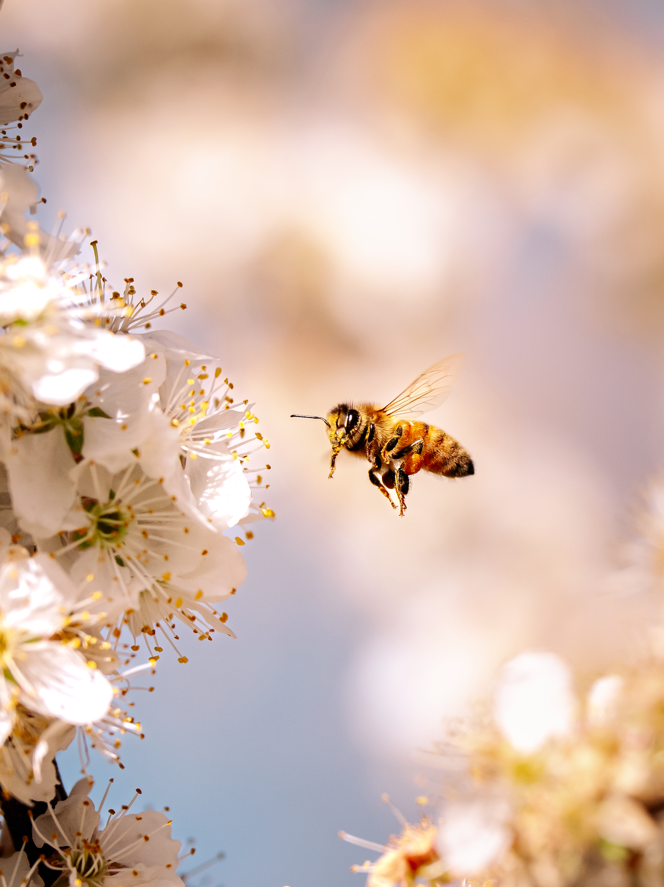 Western Honey Bee *Two*
