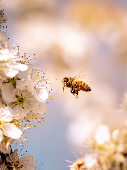 Western Honey Bee *Two*