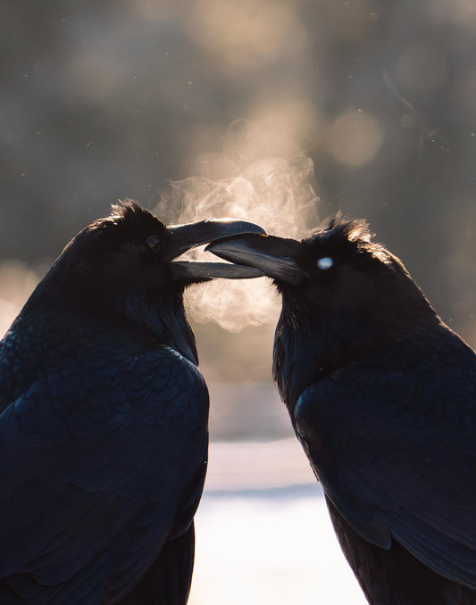 Ravens in Love
