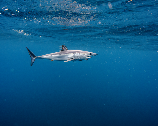 Mako Shark