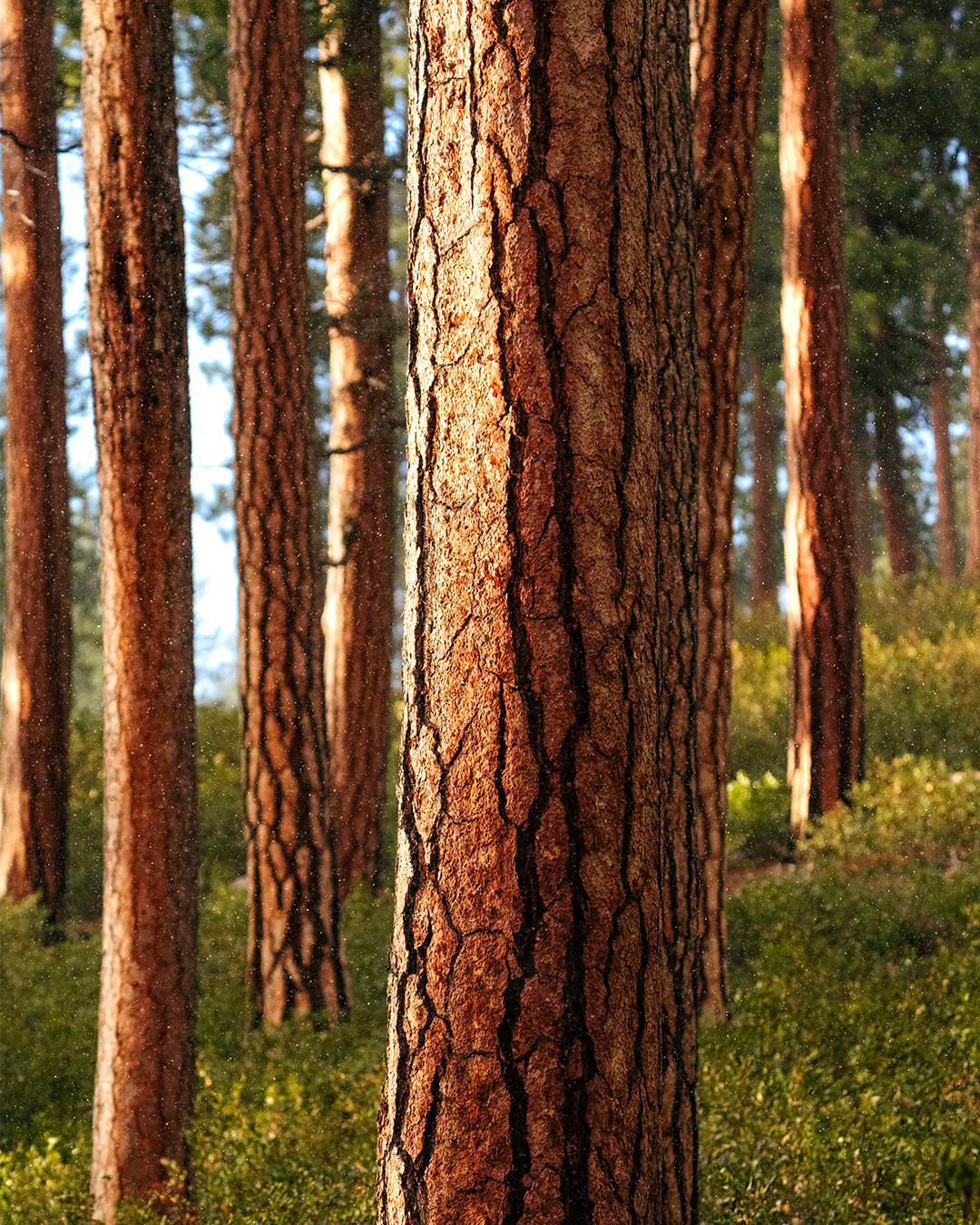 Ponderosa Forest
