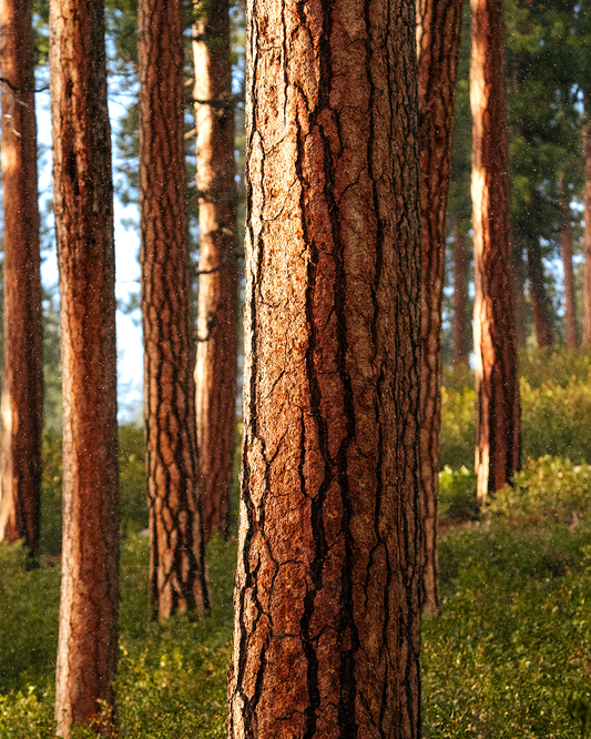 Ponderosa Forest
