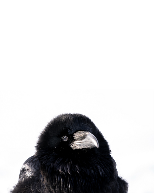 Raven