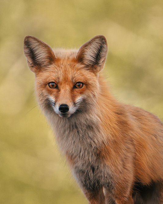 Red Fox