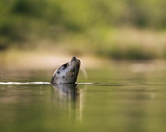River Seal