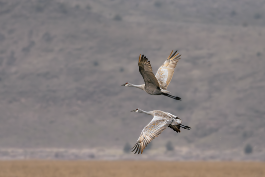 Sandhill Cranes in Flight