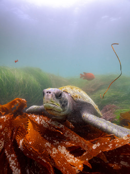 Sea Turtle