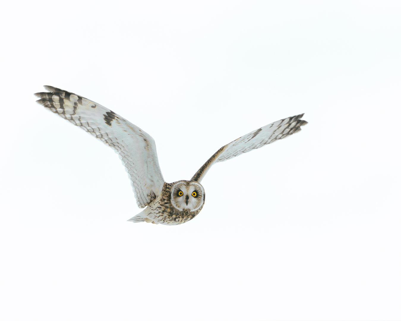 Short-Eared Stare Down