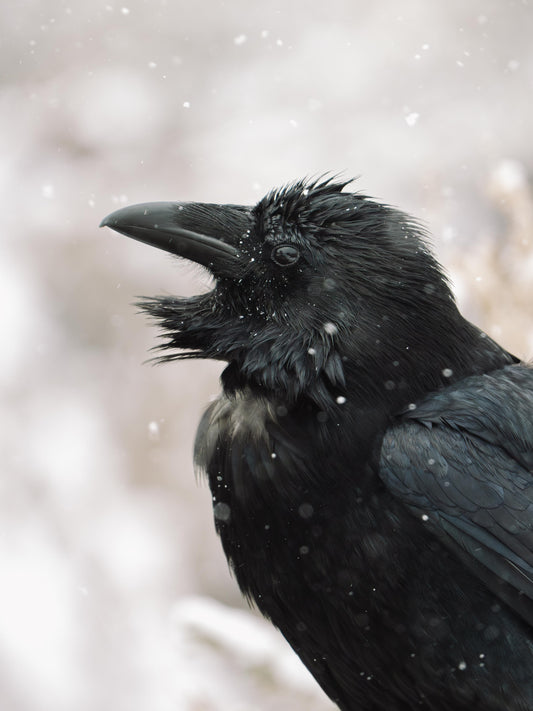 Snowy Raven