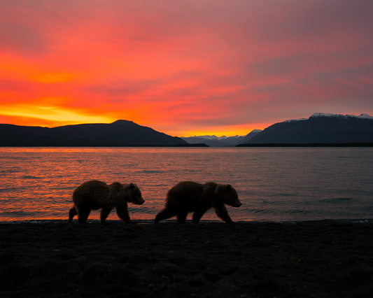Bear Cubs at Sunrise