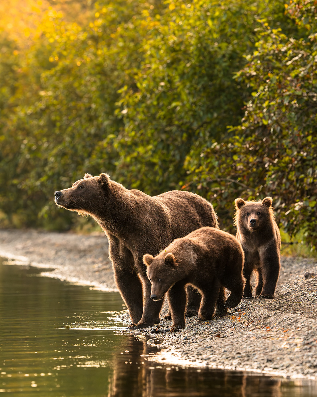Golden Hour Brown Bears