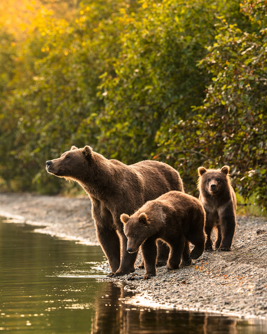 Golden Hour Brown Bears
